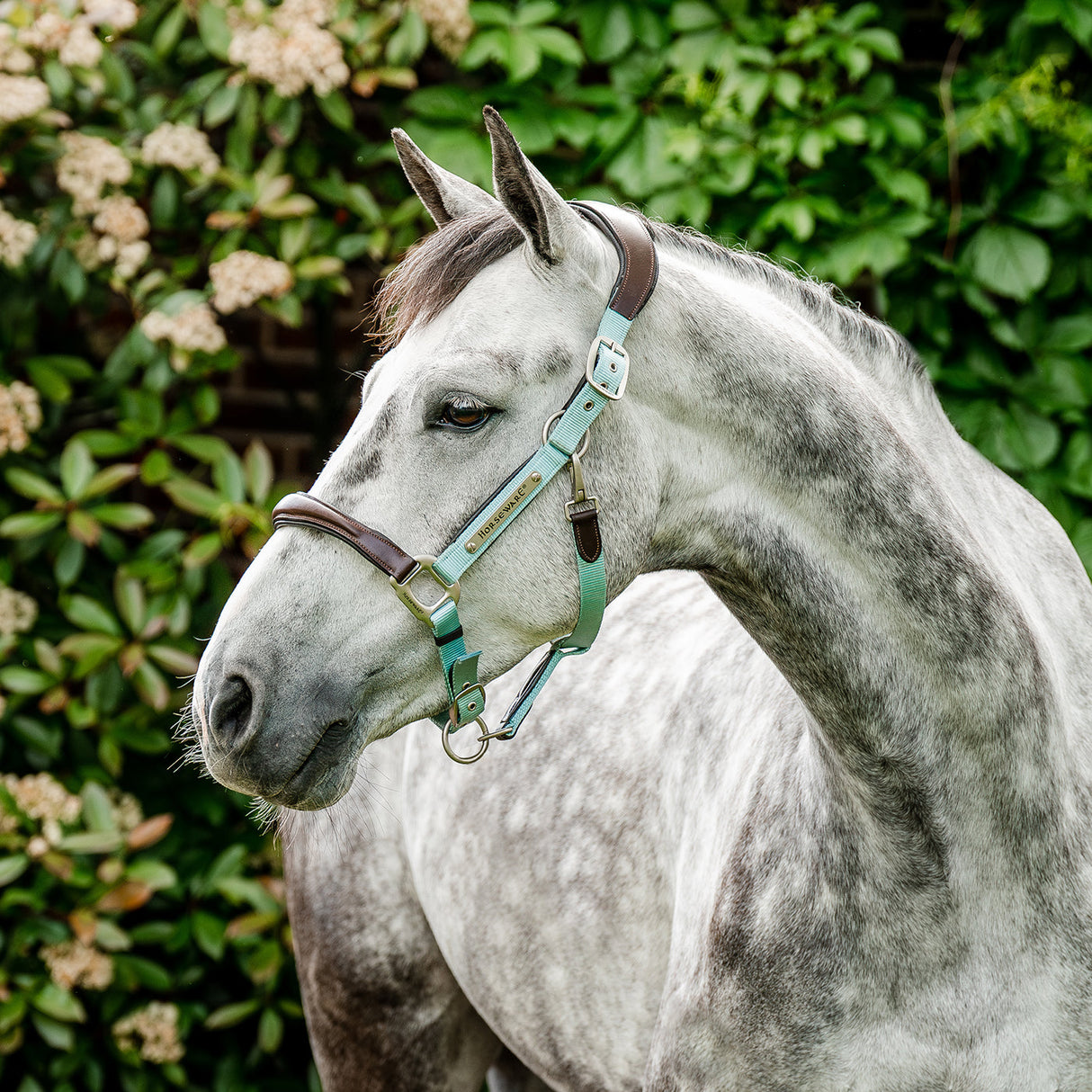 Horseware Signature Competition Halter