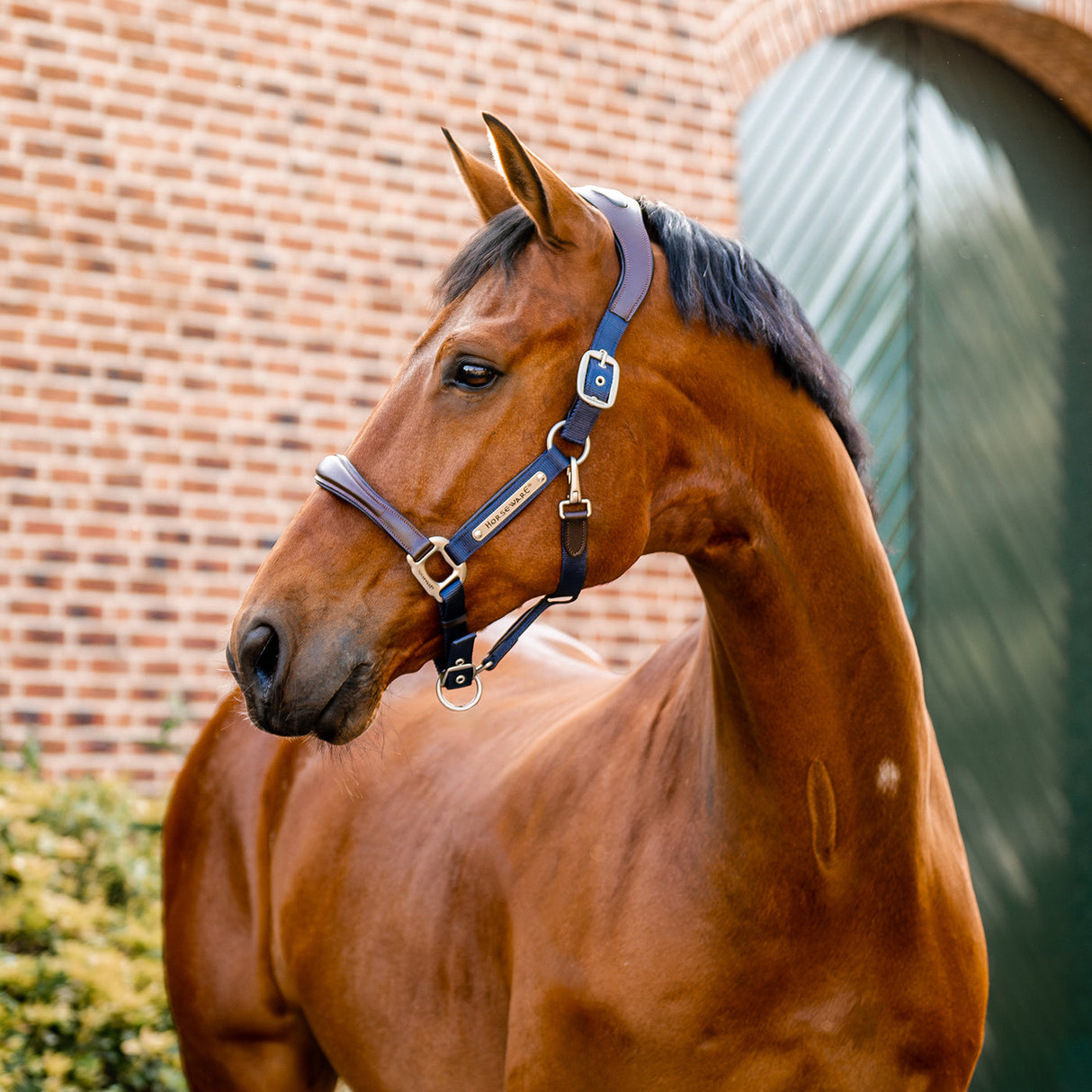 Horseware Signature Competition Halter