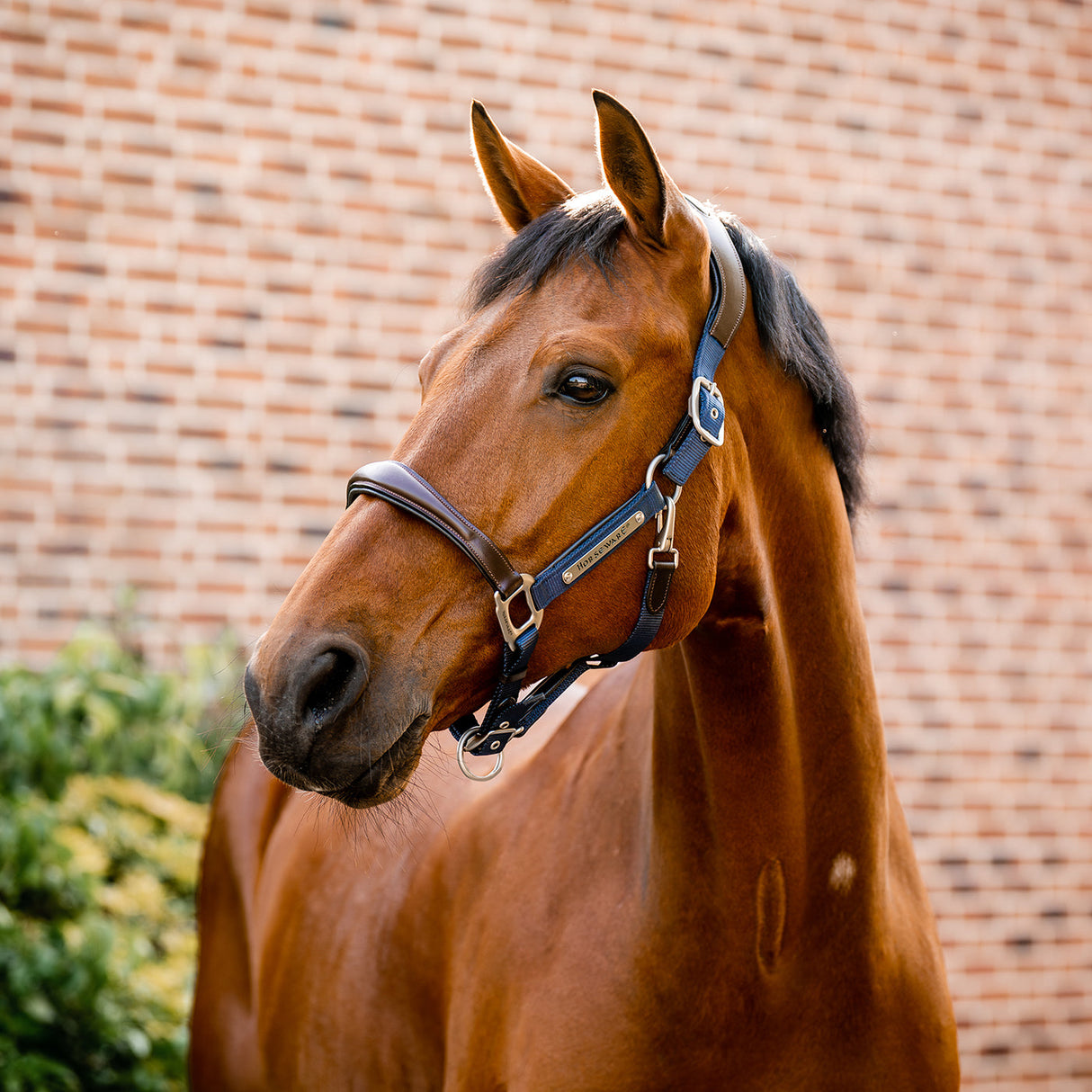 Horseware Signature Competition Halter