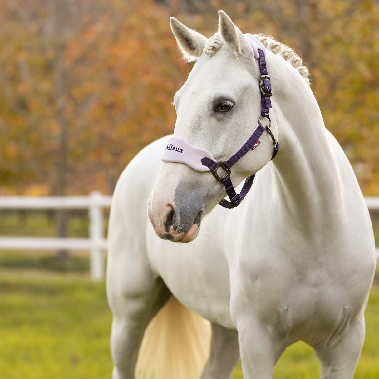 LeMieux Vogue Halter & Lead Rope