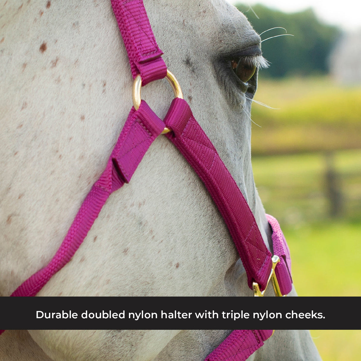 Shedrow Deluxe Halter