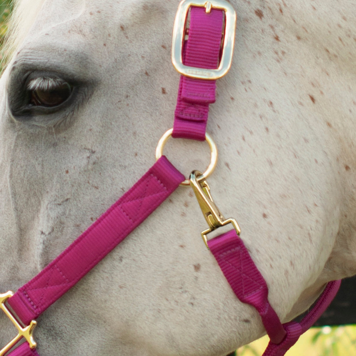 Shedrow Deluxe Halter