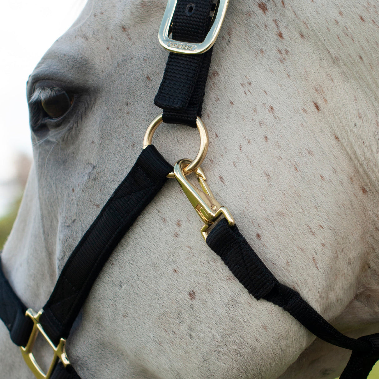 Shedrow Deluxe Halter