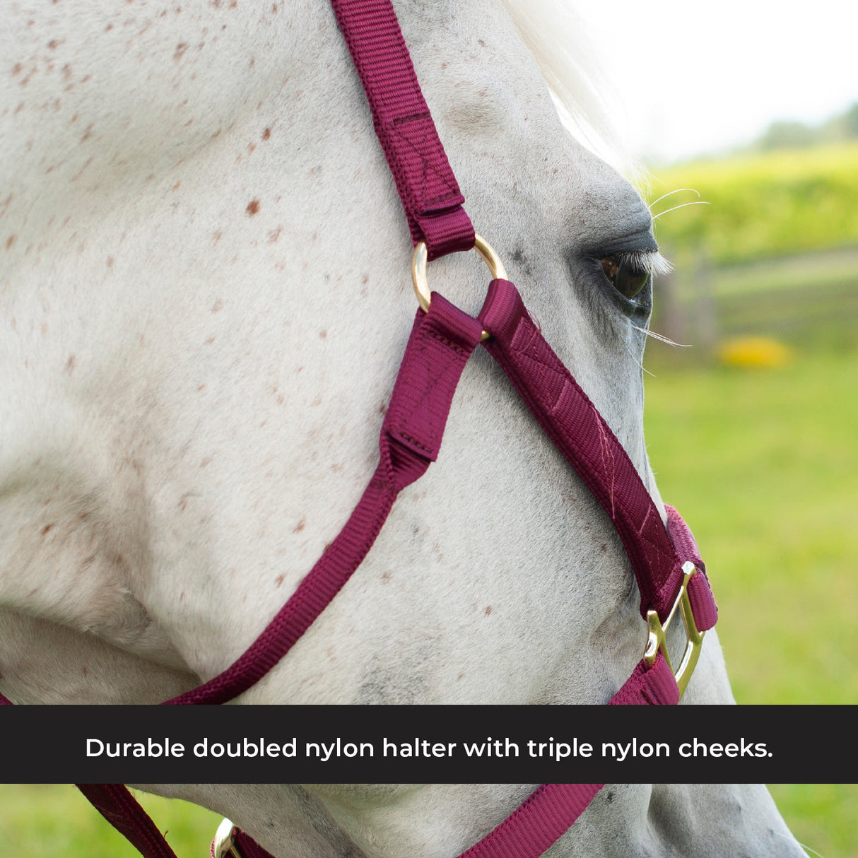 Shedrow Deluxe Halter
