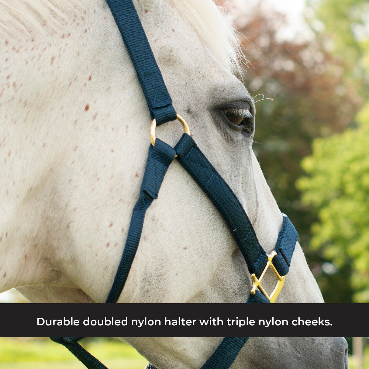 Shedrow Deluxe Halter