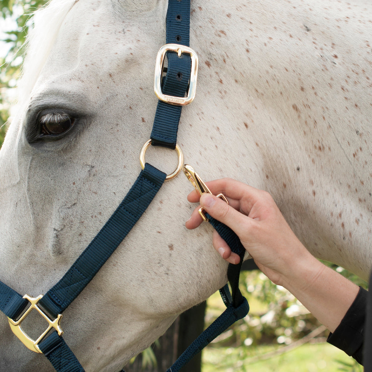 Shedrow Deluxe Halter