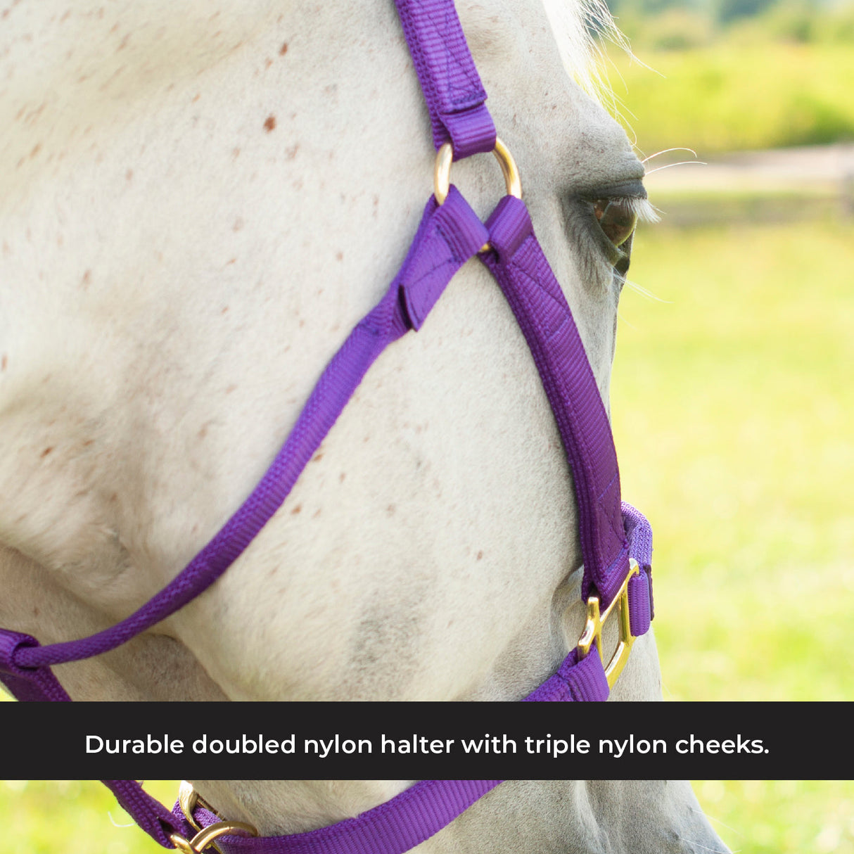 Shedrow Deluxe Halter
