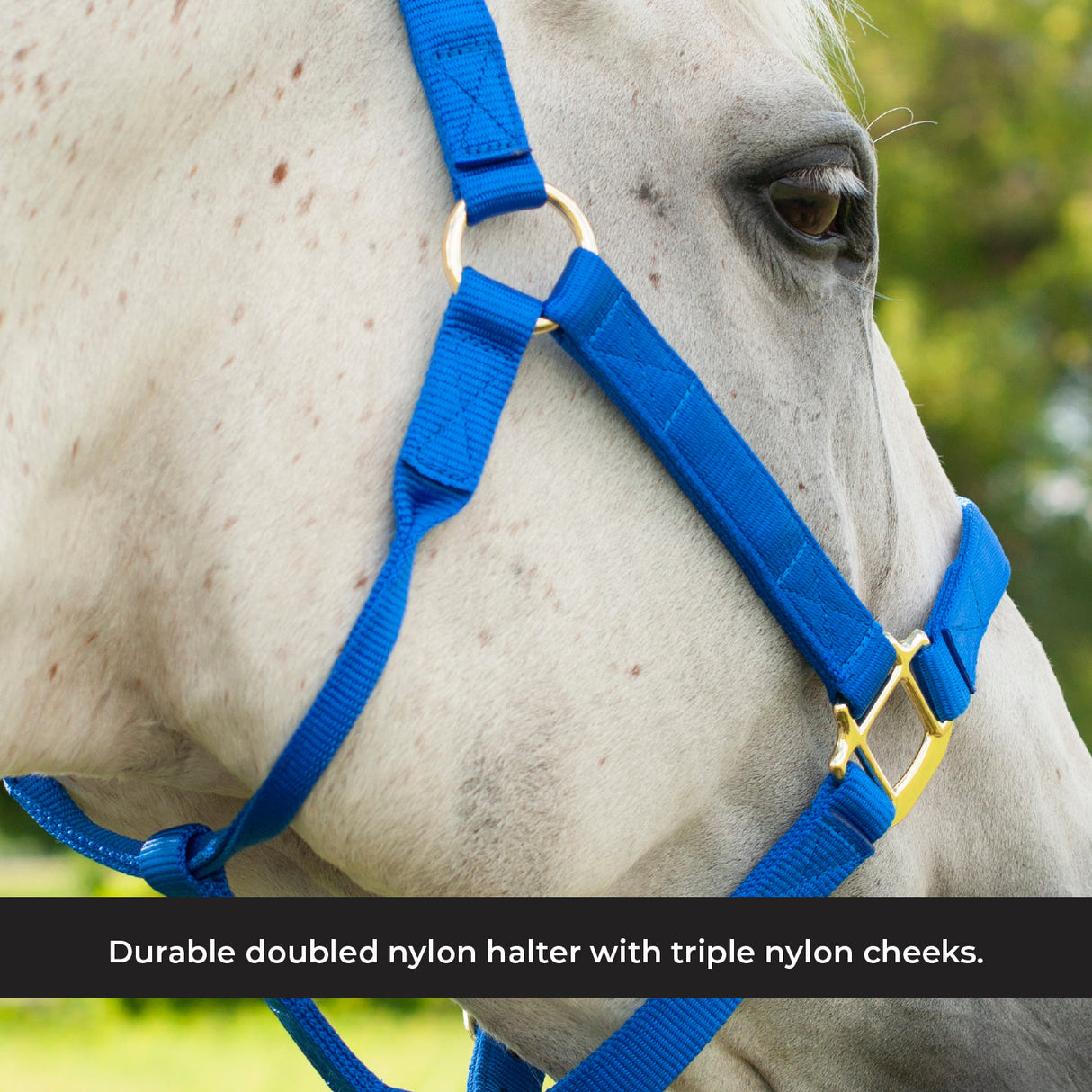 Shedrow Deluxe Halter