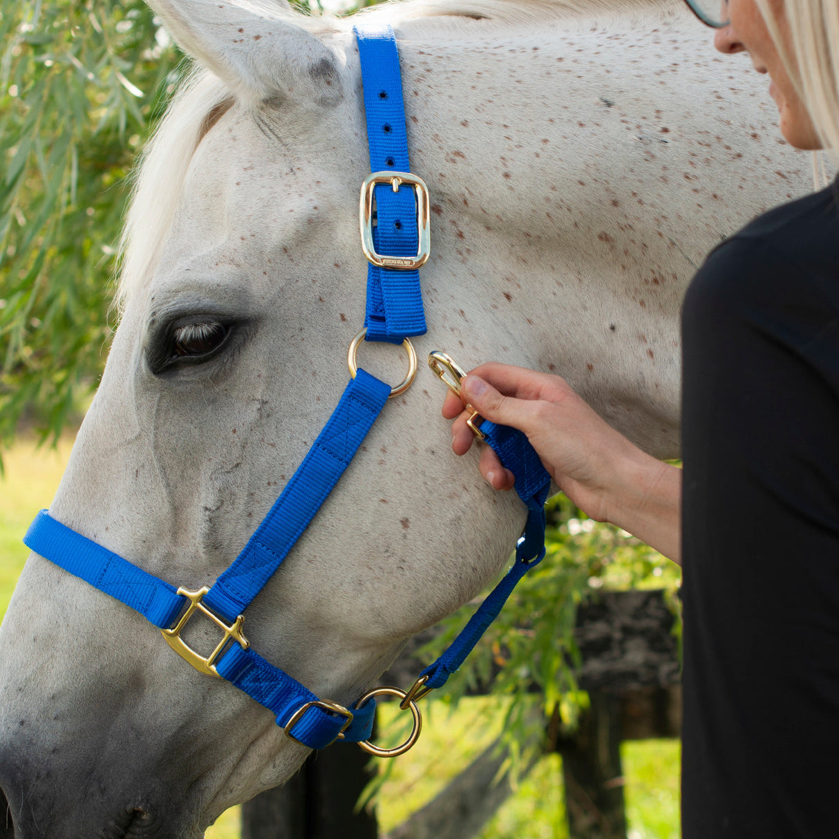 Shedrow Deluxe Halter