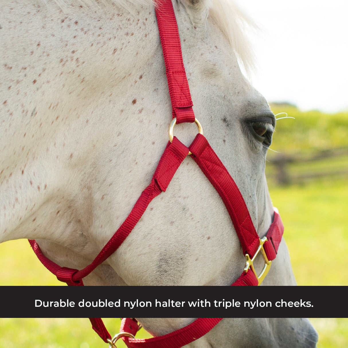Shedrow Deluxe Halter