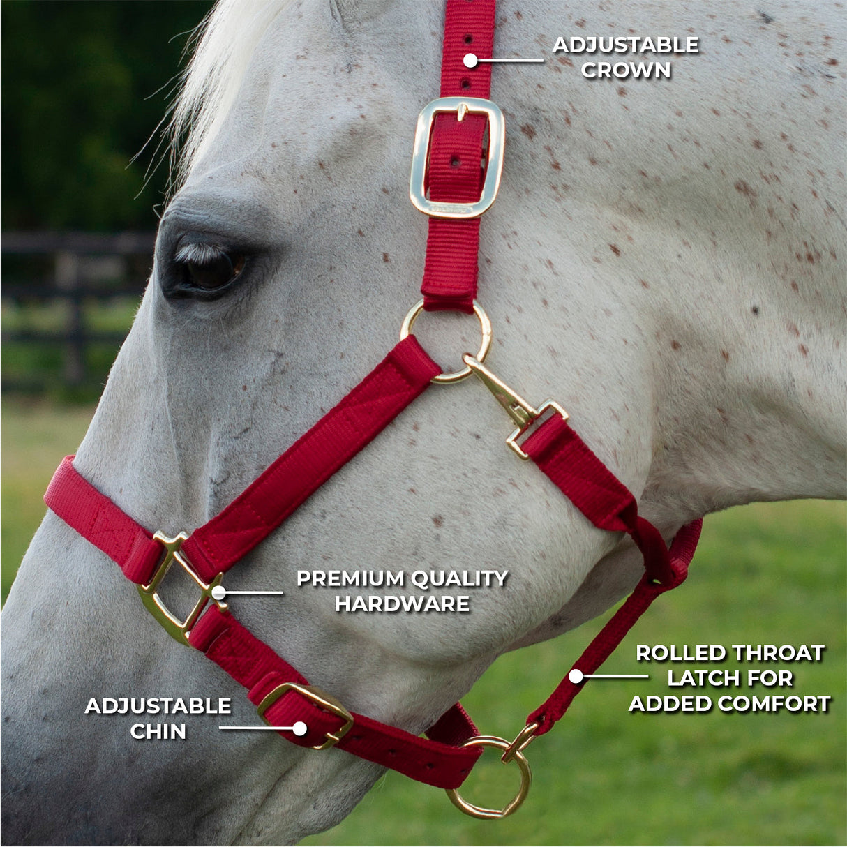 Shedrow Deluxe Halter