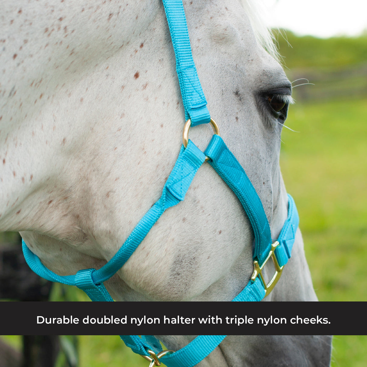 Shedrow Deluxe Halter