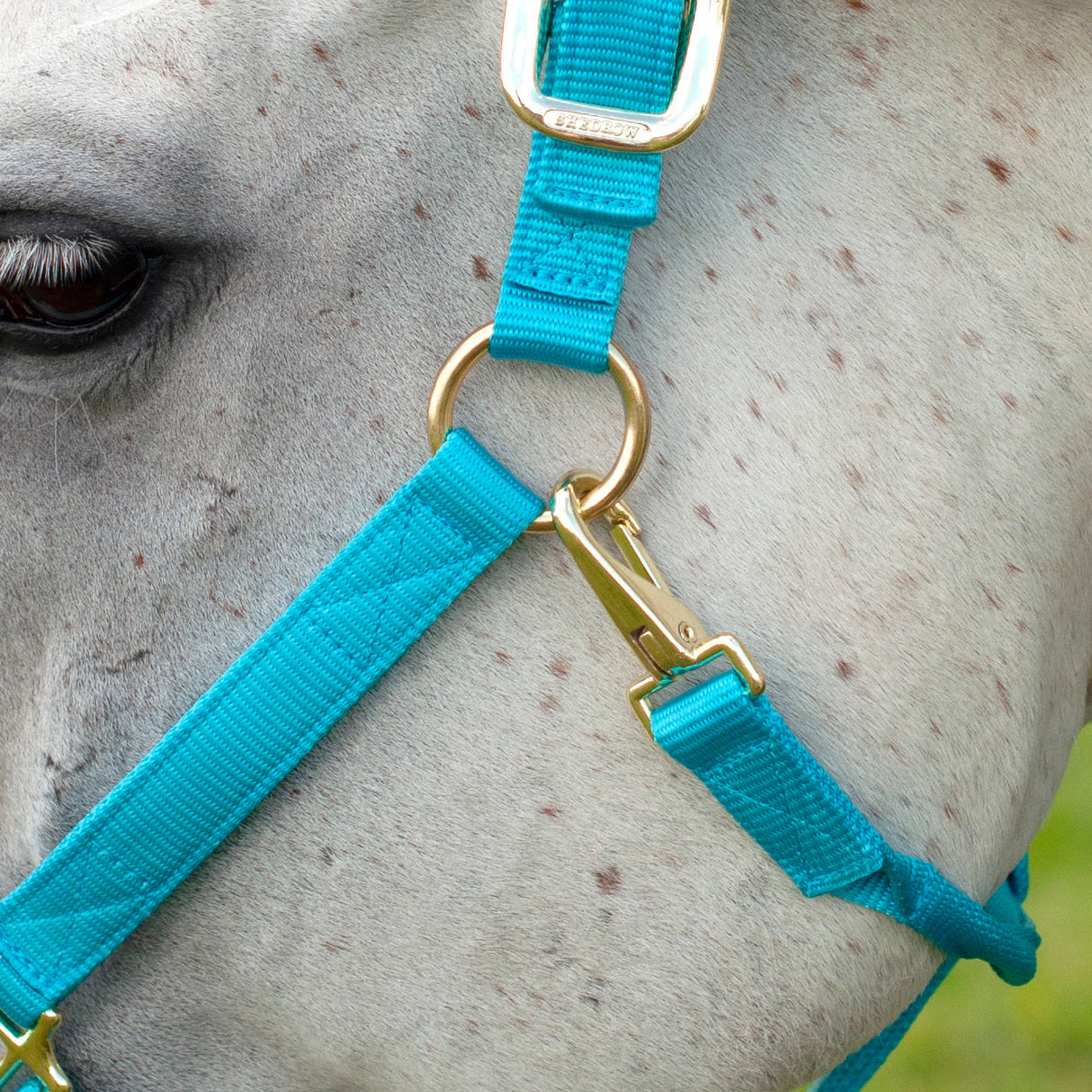 Shedrow Deluxe Halter