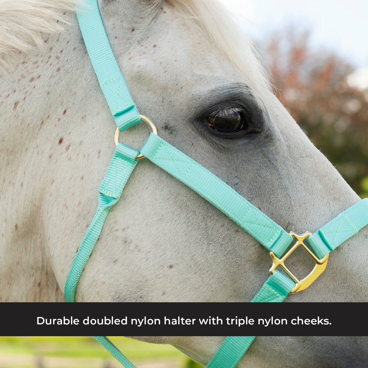 Shedrow Deluxe Halter