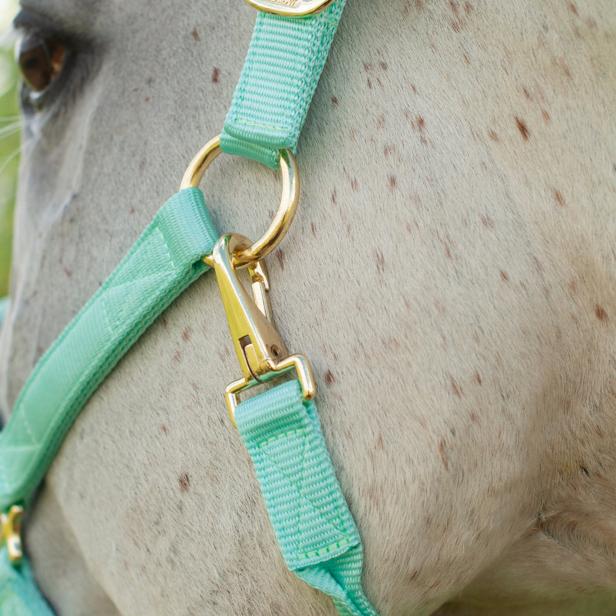 Shedrow Deluxe Halter