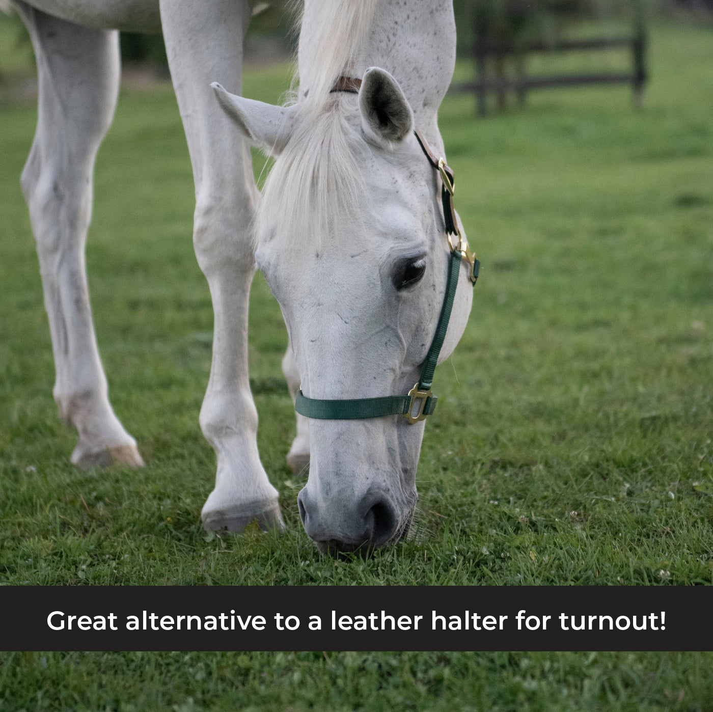 Supra Nylon Halter W/ Leather Crown