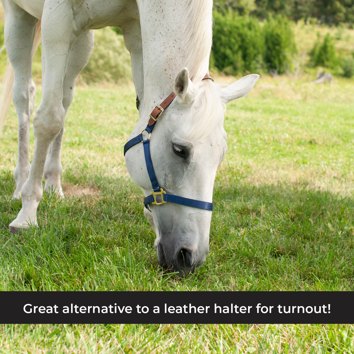 Supra Nylon Halter W/ Leather Crown