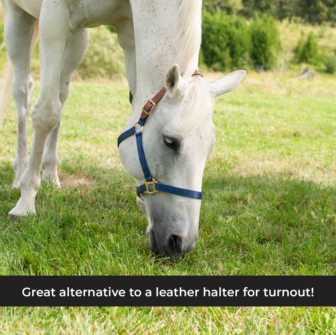 Supra Nylon Halter W/ Leather Crown