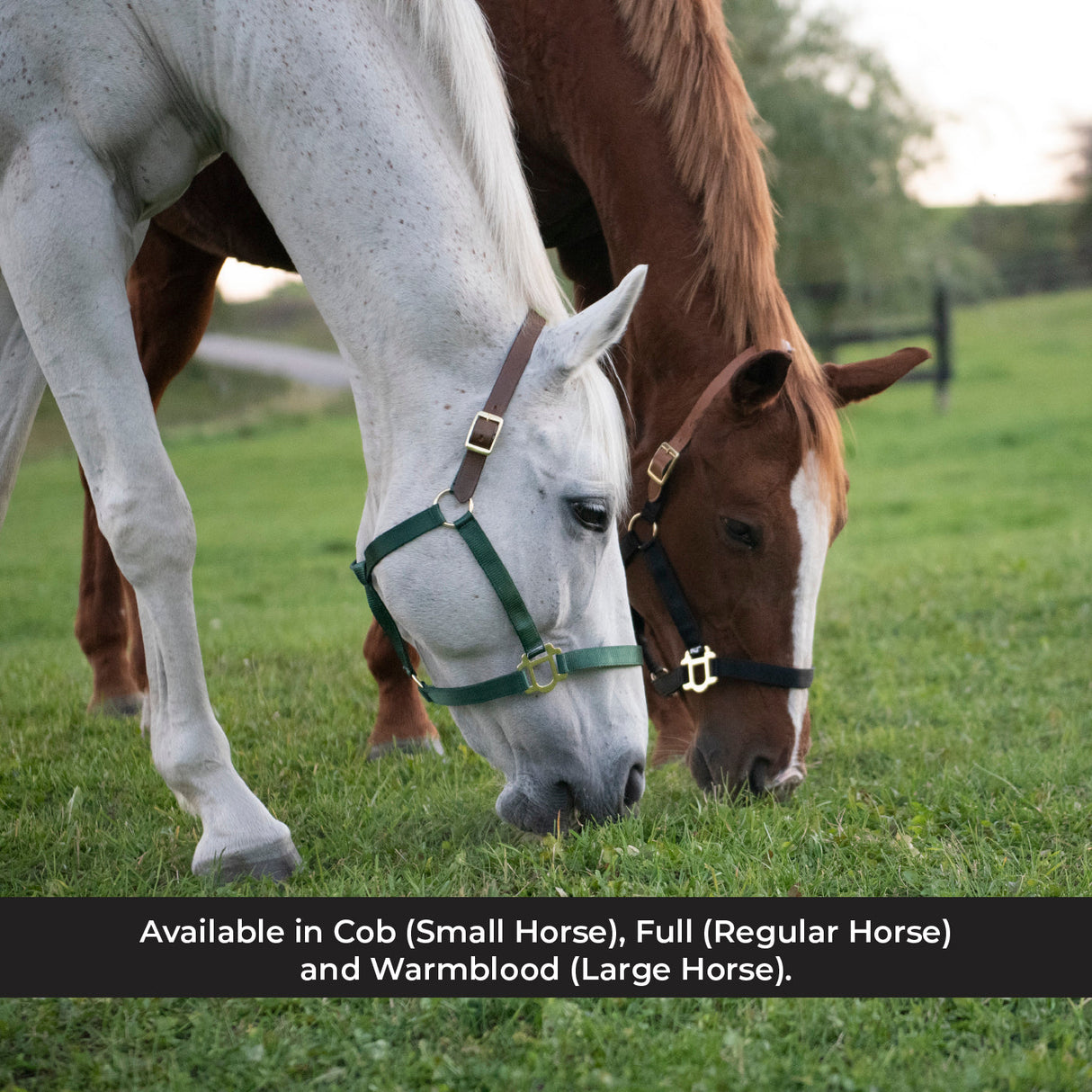 Supra Nylon Halter W/ Leather Crown