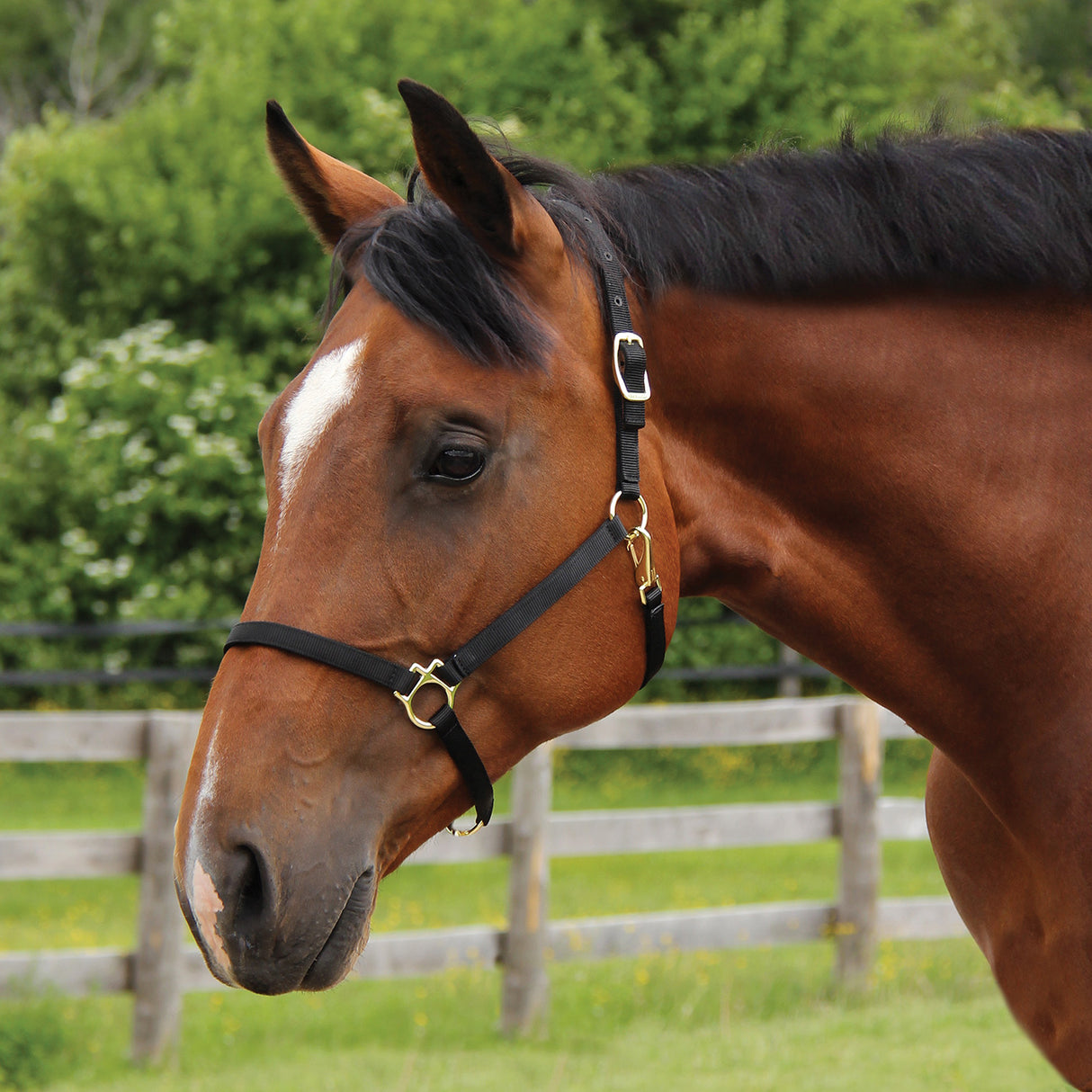 Shedrow Deluxe 3/4 in. Halter