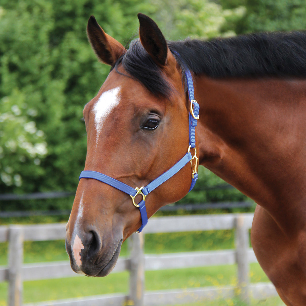 Shedrow Deluxe 3/4 in. Halter