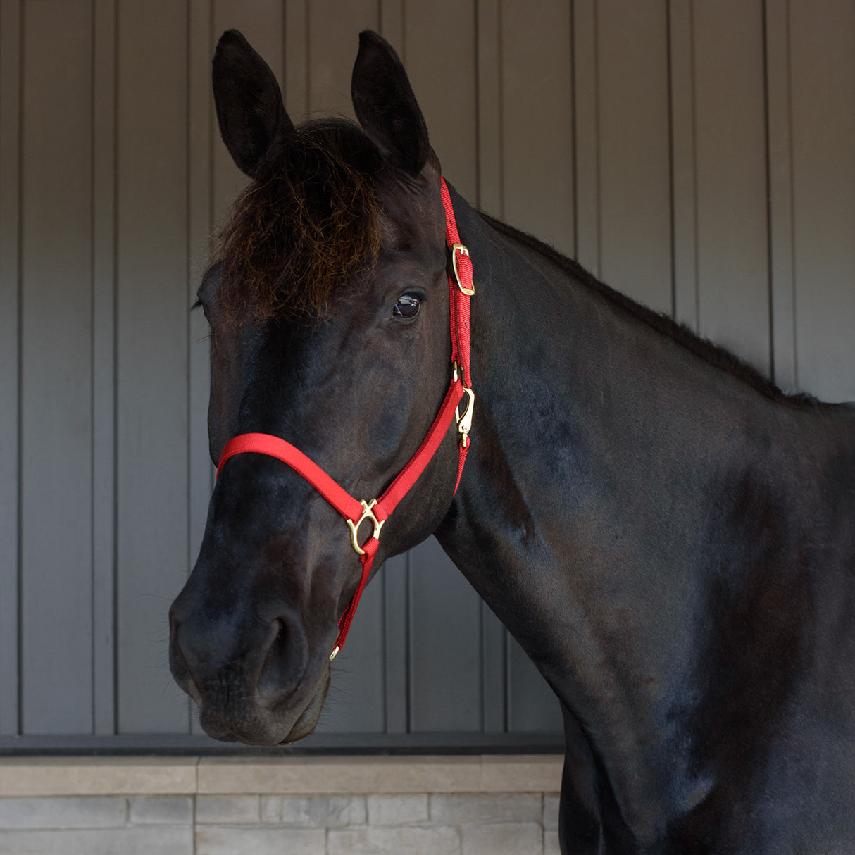 Shedrow Deluxe 3/4 in. Halter