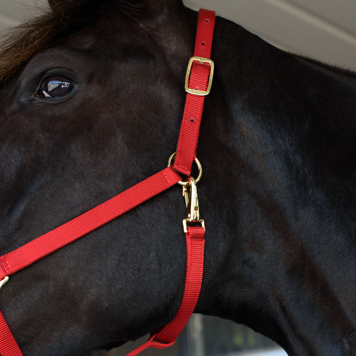 Shedrow Deluxe 3/4 in. Halter