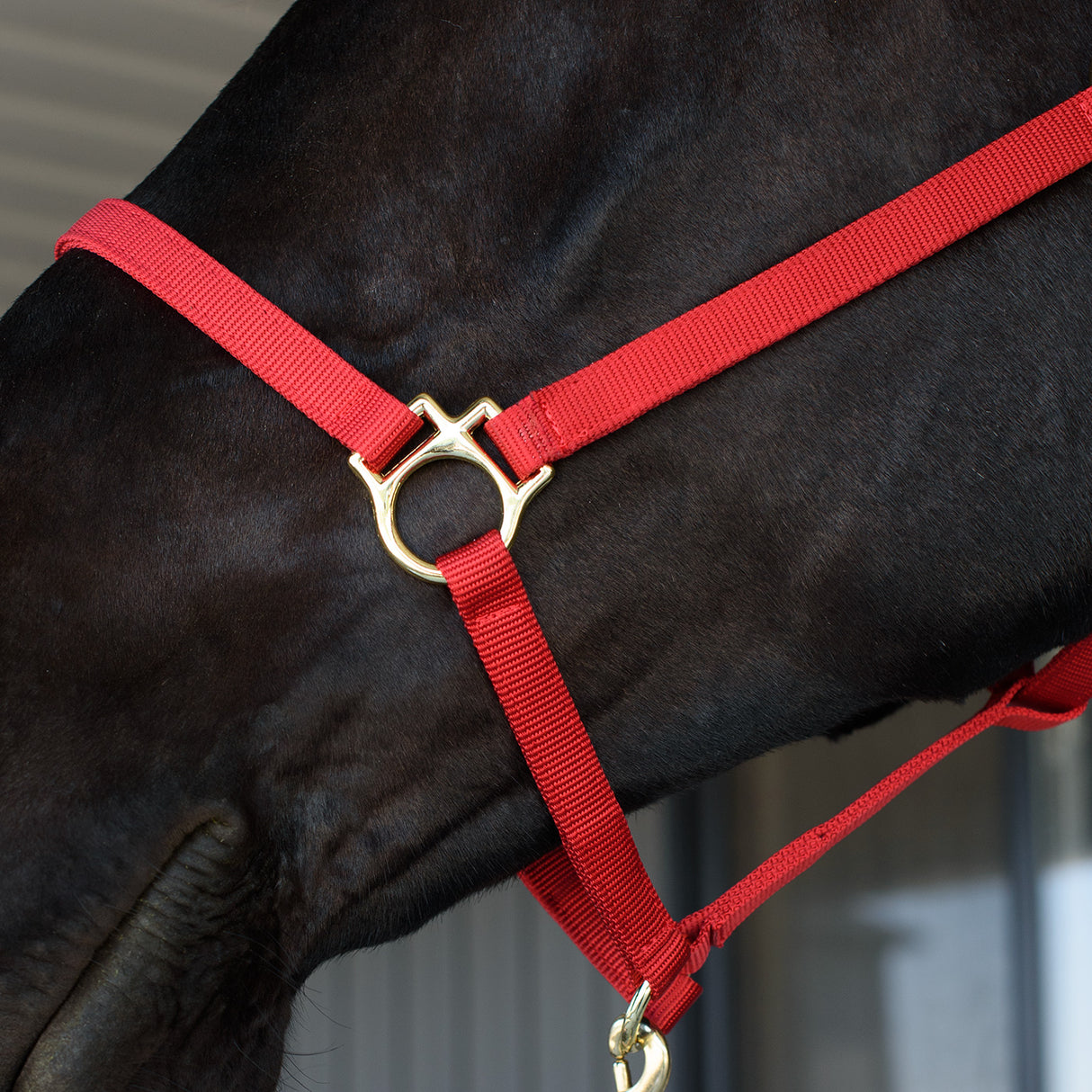 Shedrow Deluxe 3/4 in. Halter