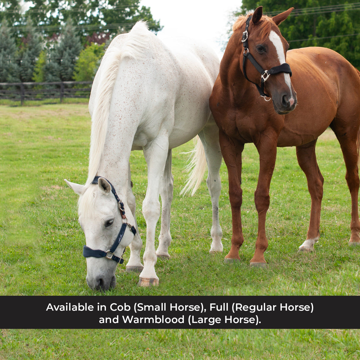 Shedrow Breakaway Halter W/ Fleece