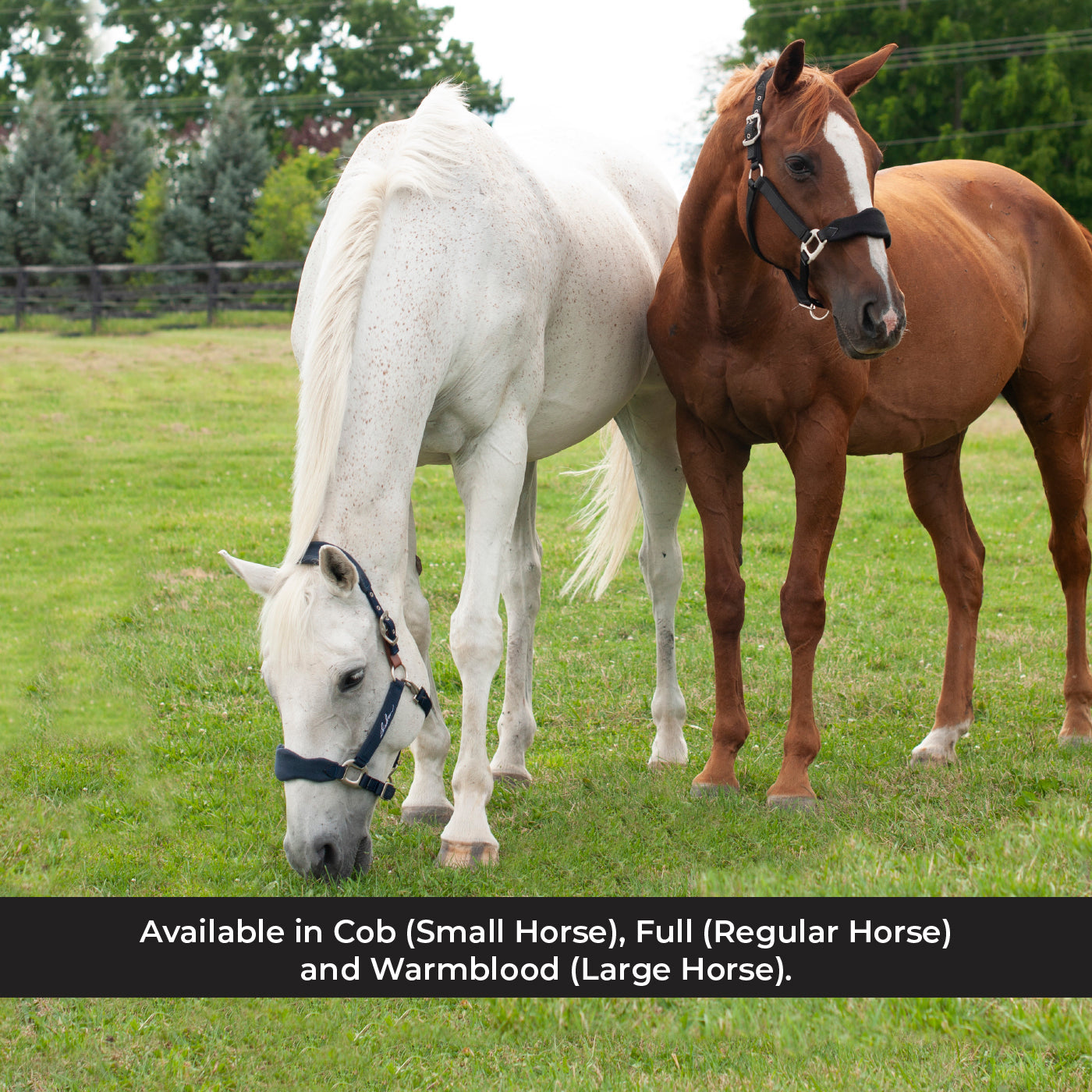 Shedrow Breakaway Halter W/ Fleece