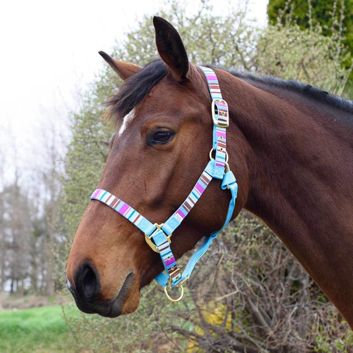 Shedrow Ribbon Halter