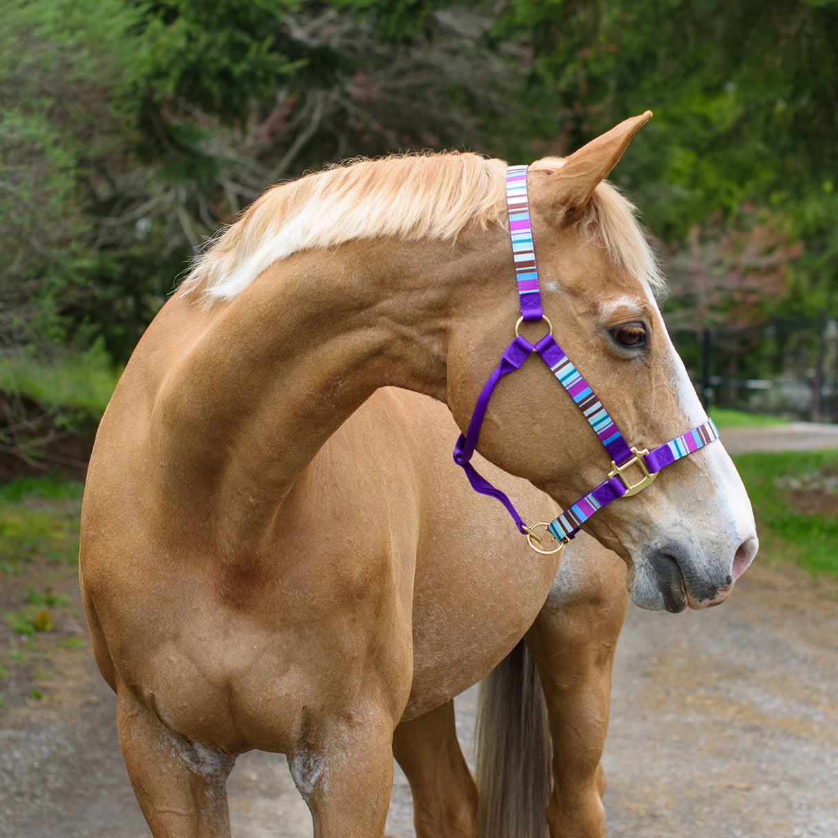 Shedrow Ribbon Halter