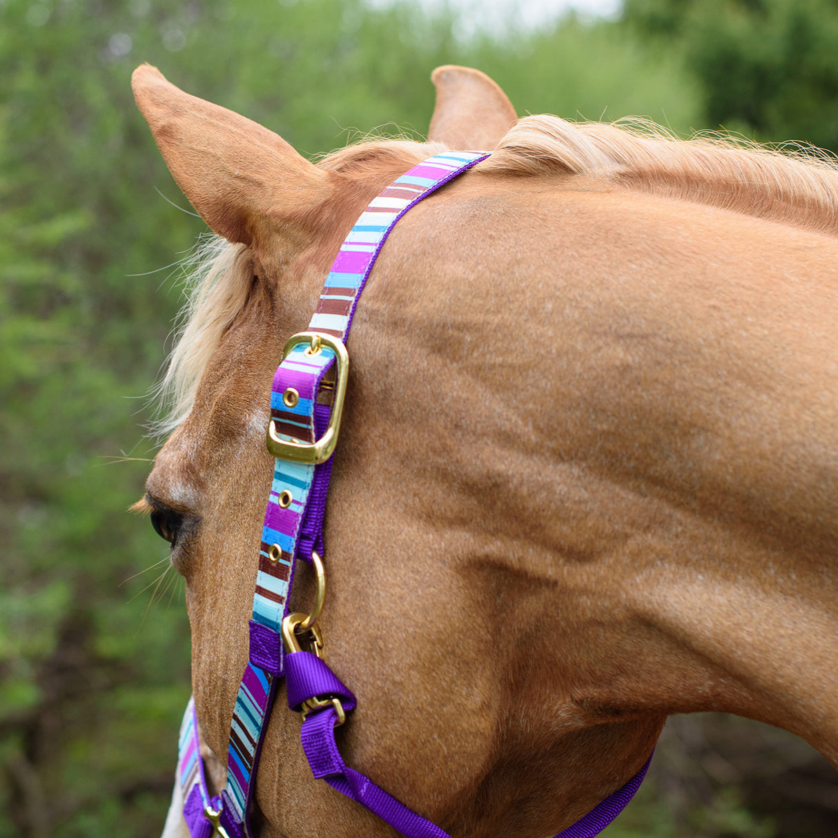 Shedrow Ribbon Halter