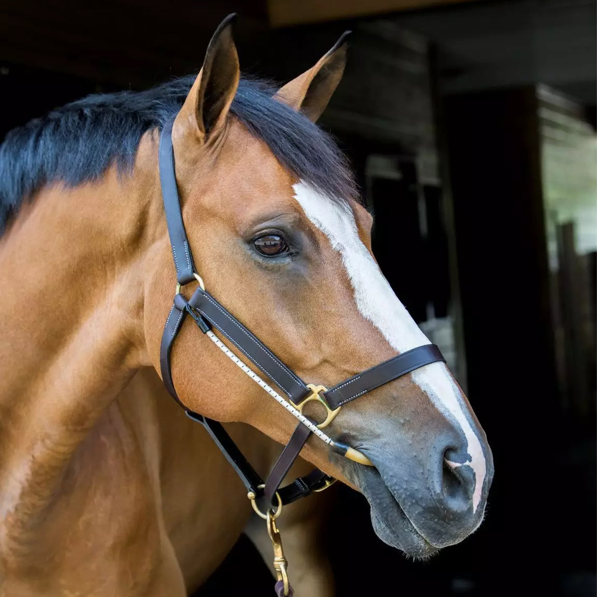 ThinLine Halter Busy Buddy