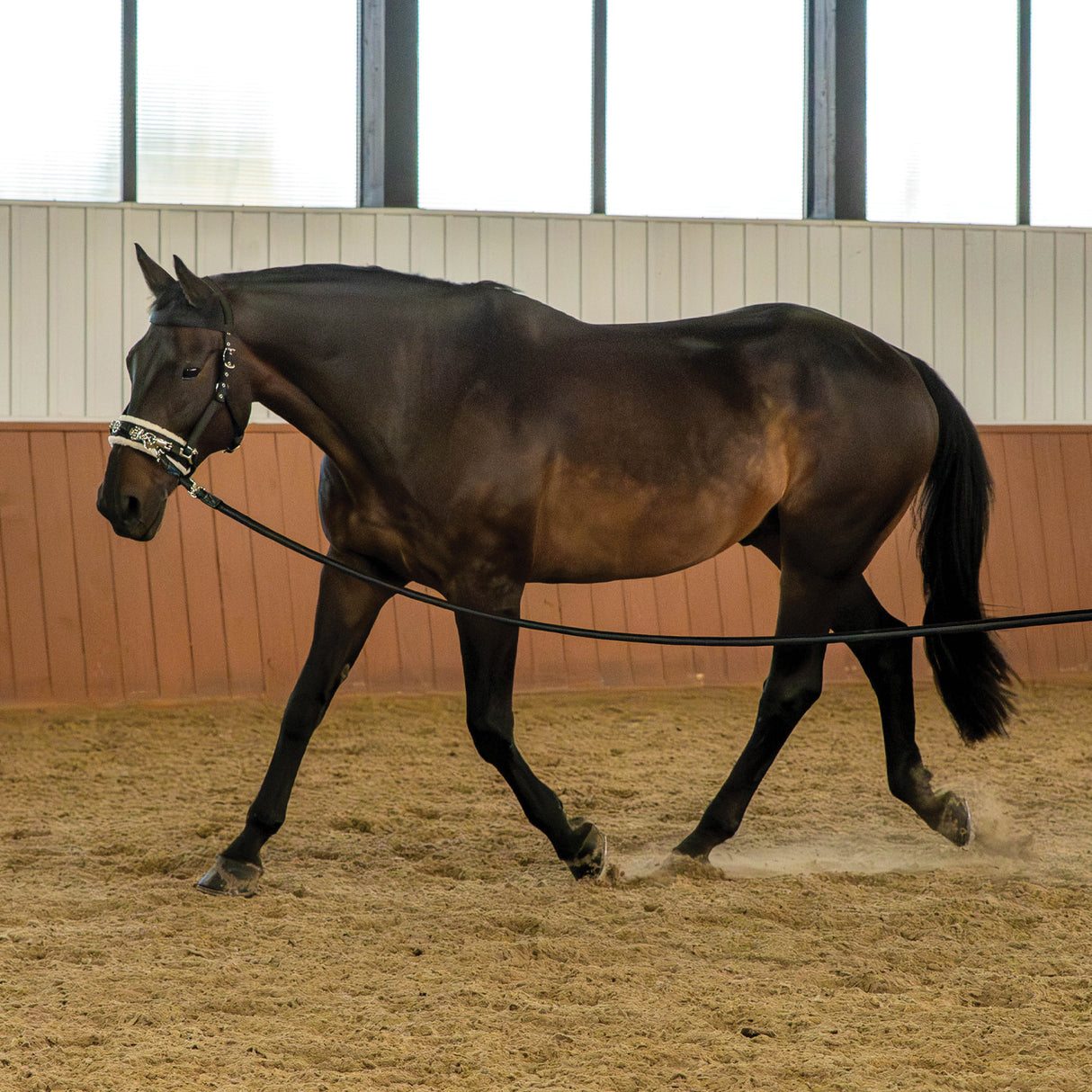 Supra Lunge Cavesson