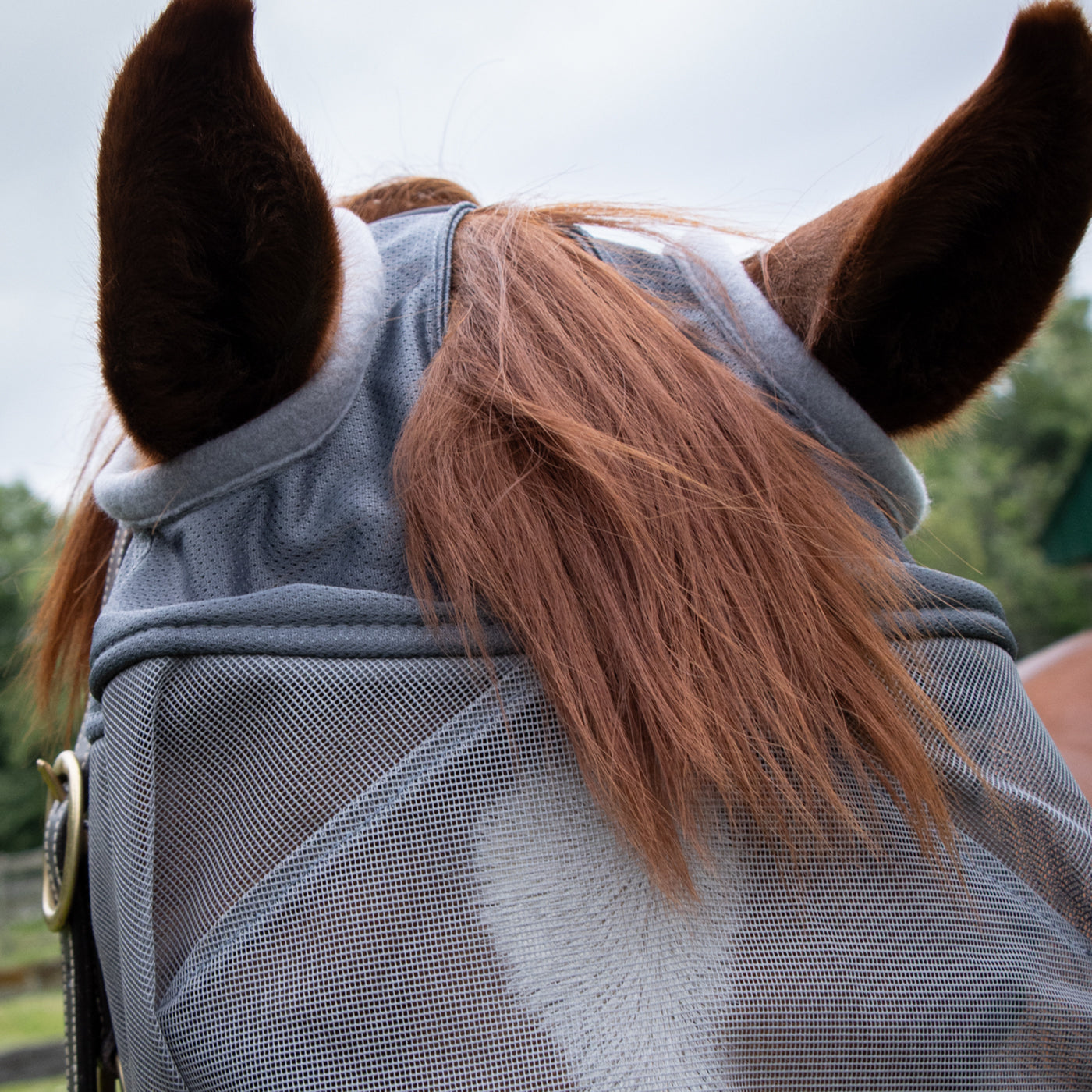 Shedrow Fly Mask