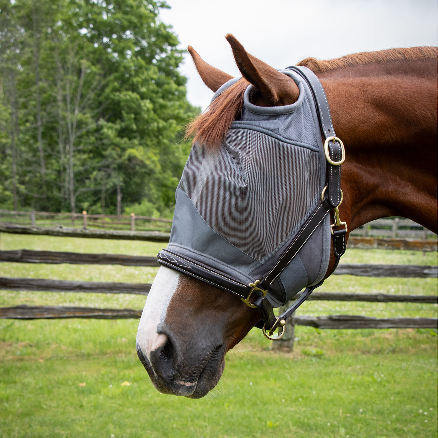 Shedrow Fly Mask