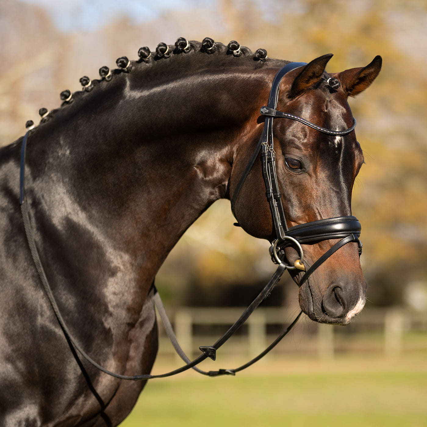 LeMieux Kudos Classic Dressage Bridle