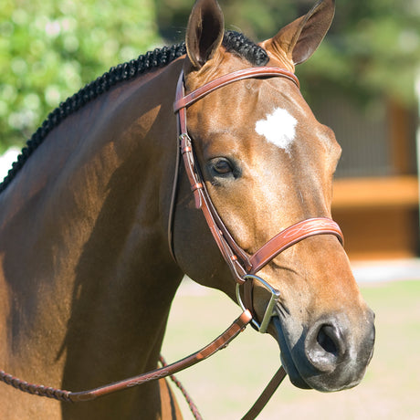 Horse wearing an English snaffle bridle with fancy stitching and a wide noseband