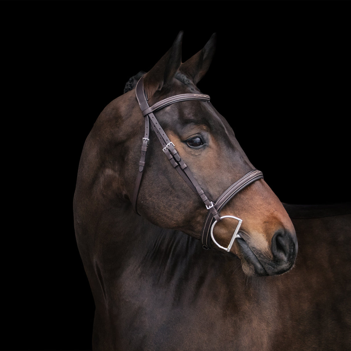 Mondega Marocchino Hunter Bridle