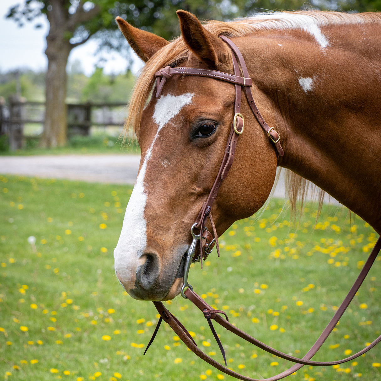 Copper Canyon Harness Leather Futurity Knot Headstall W/ Ties