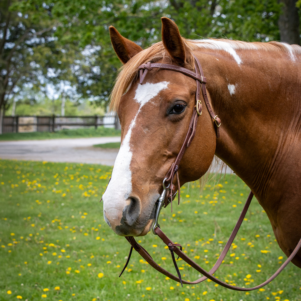 Copper Canyon Harness Leather Futurity Knot Headstall W/ Ties