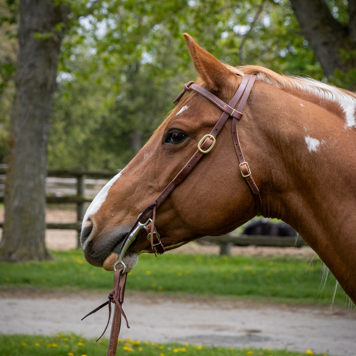 Copper Canyon Harness Leather Futurity Knot Headstall W/ Ties