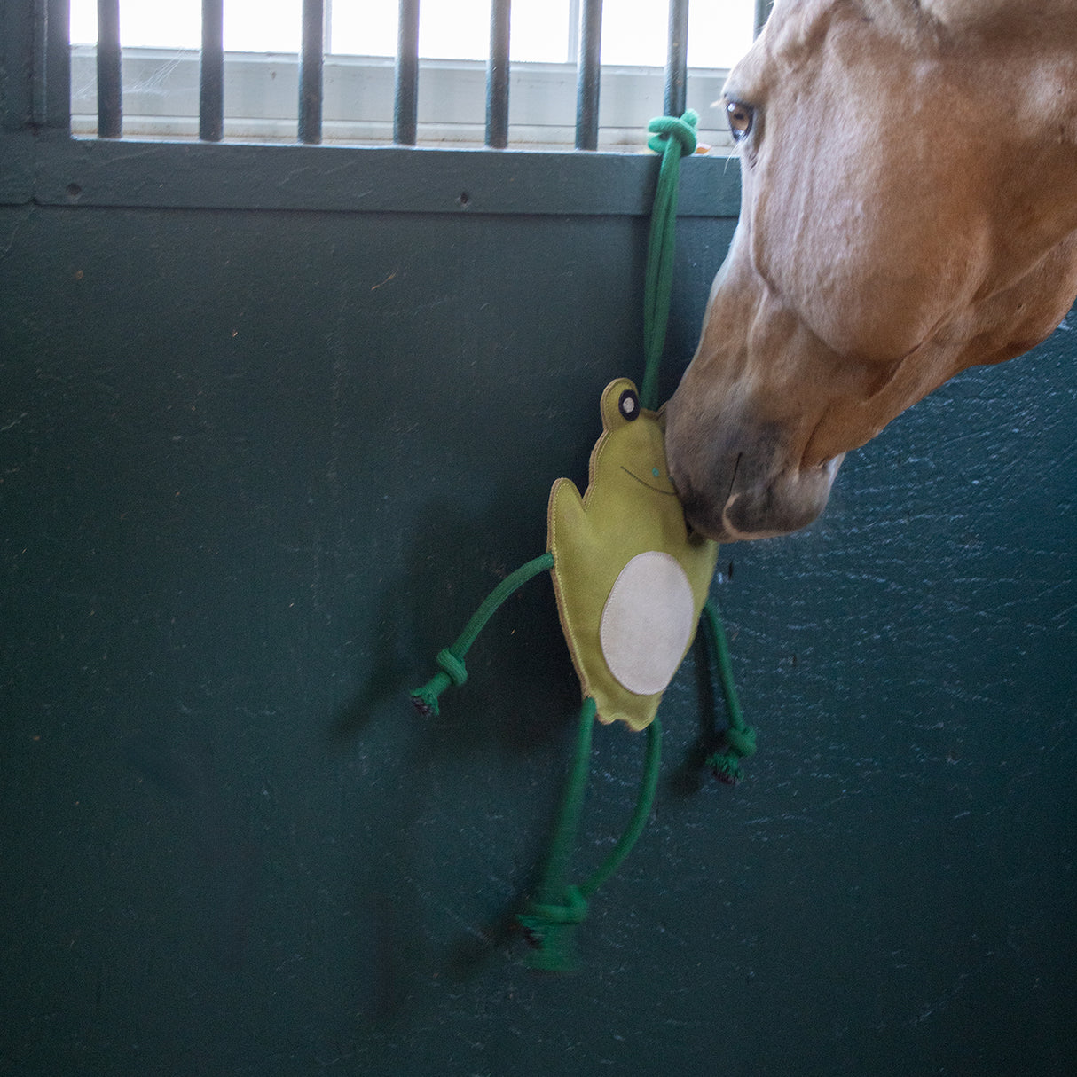 Holland James Frog Horse Toy