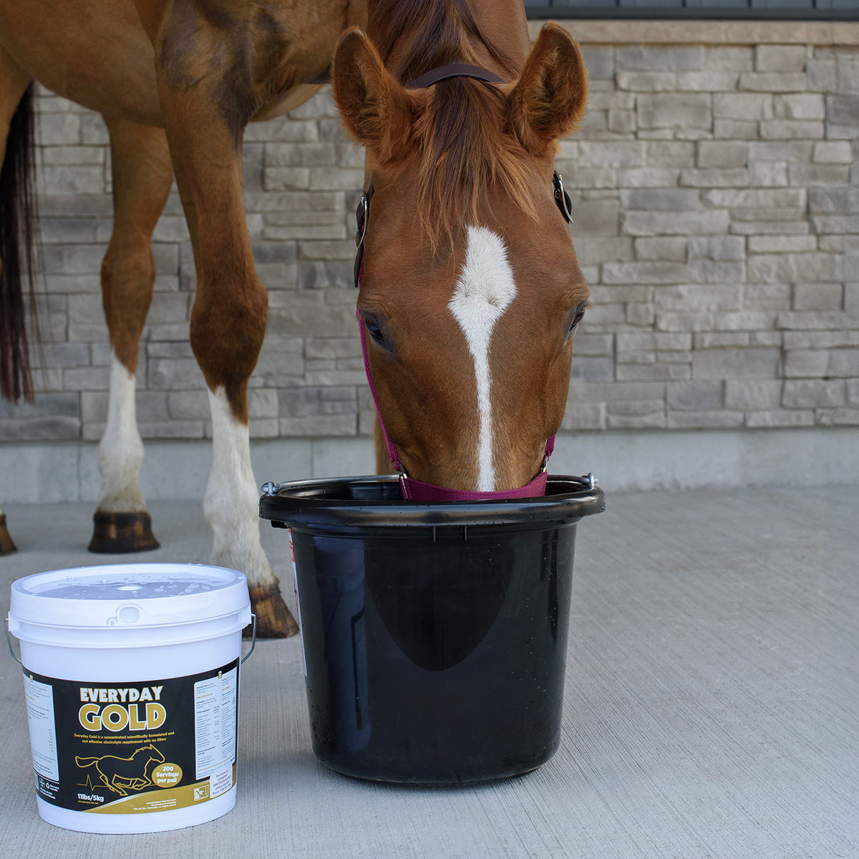 TRM Everyday Gold Daily Electrolyte 11 lb.