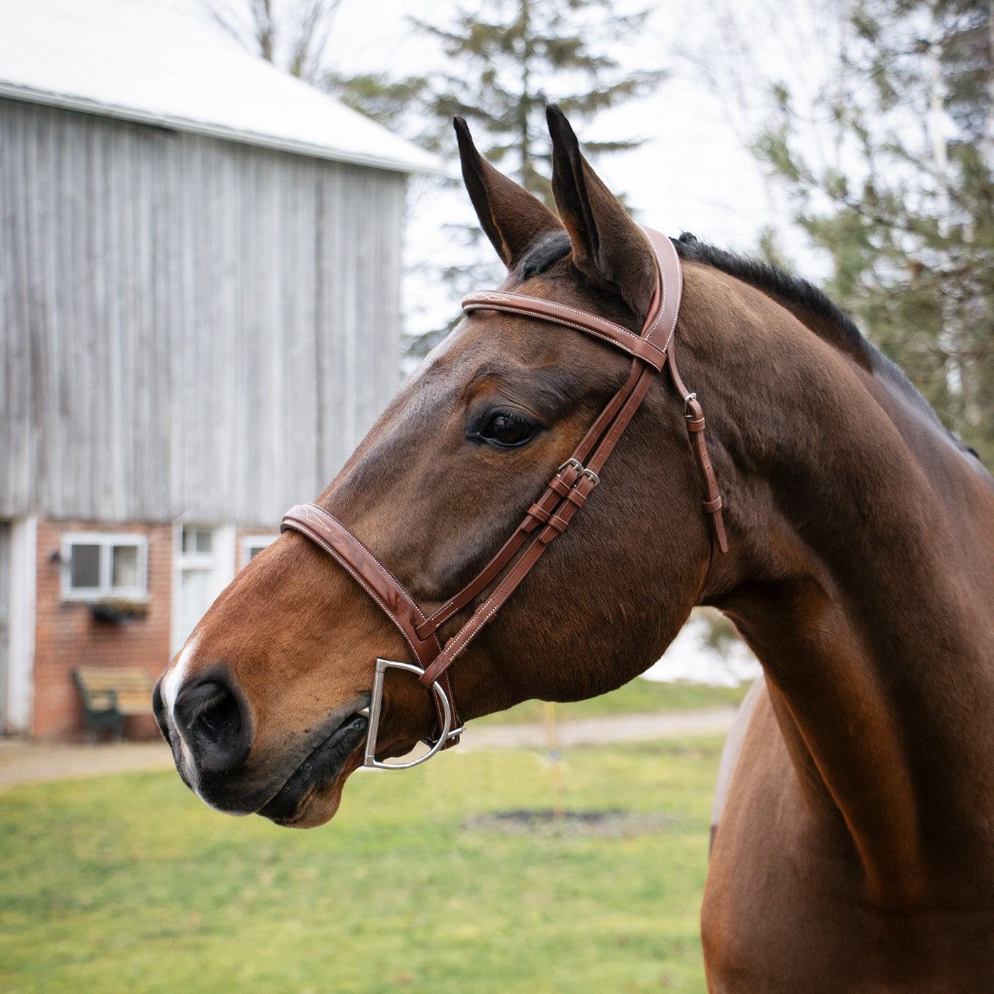 Mondega Gayo Classic Hunter Bridle