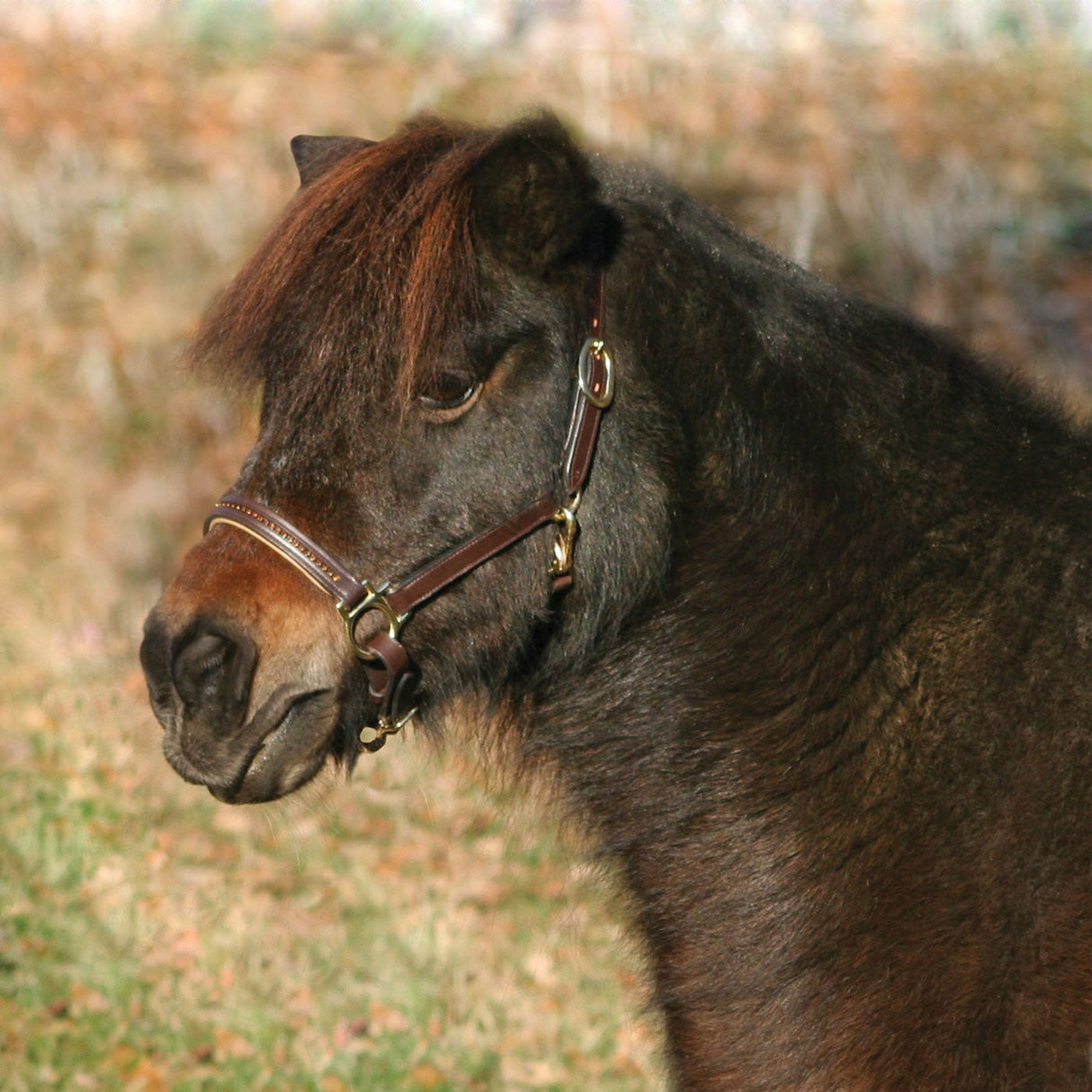 Waldhausen Star Diamond Leather Halter