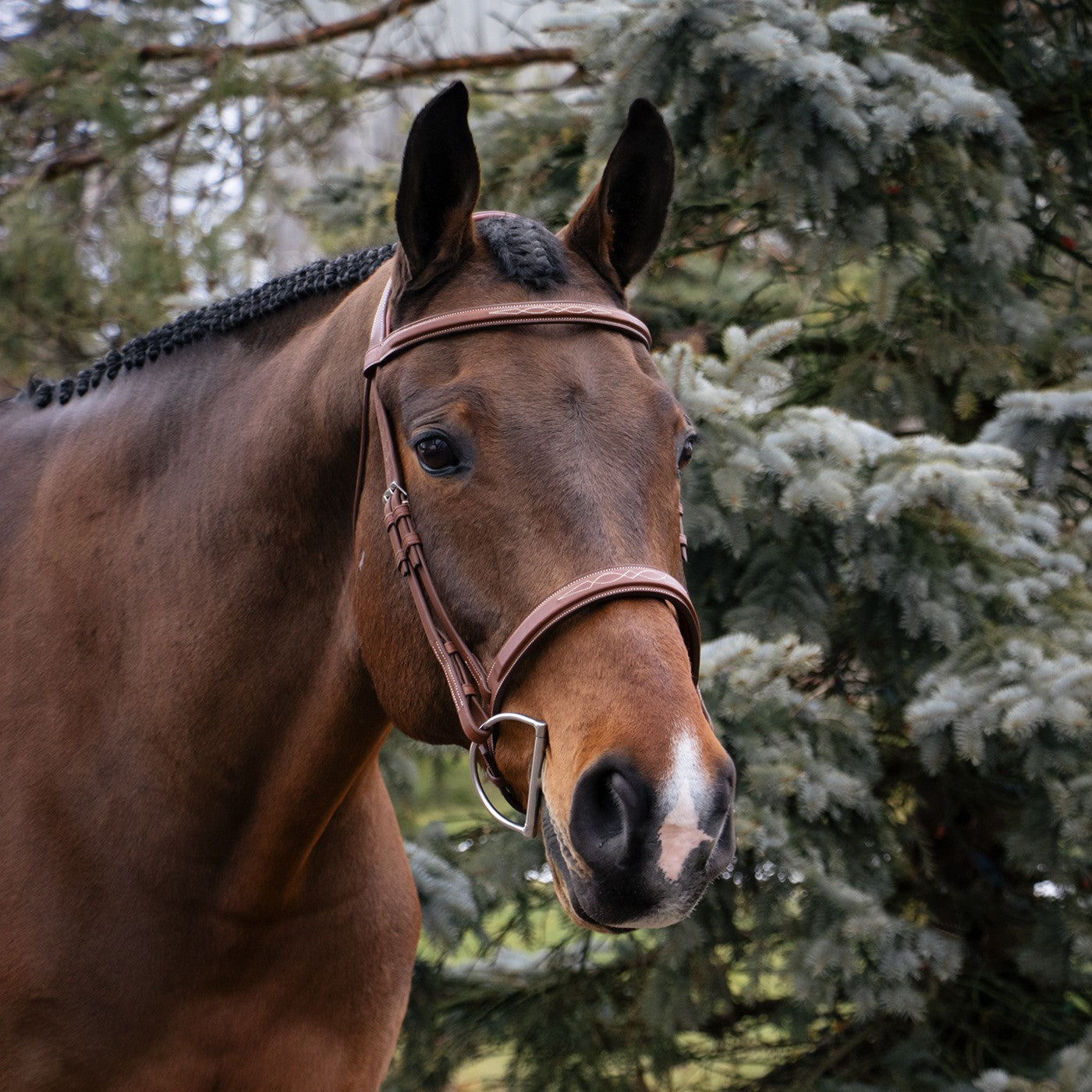 Mondega Gayo Classic Hunter Bridle