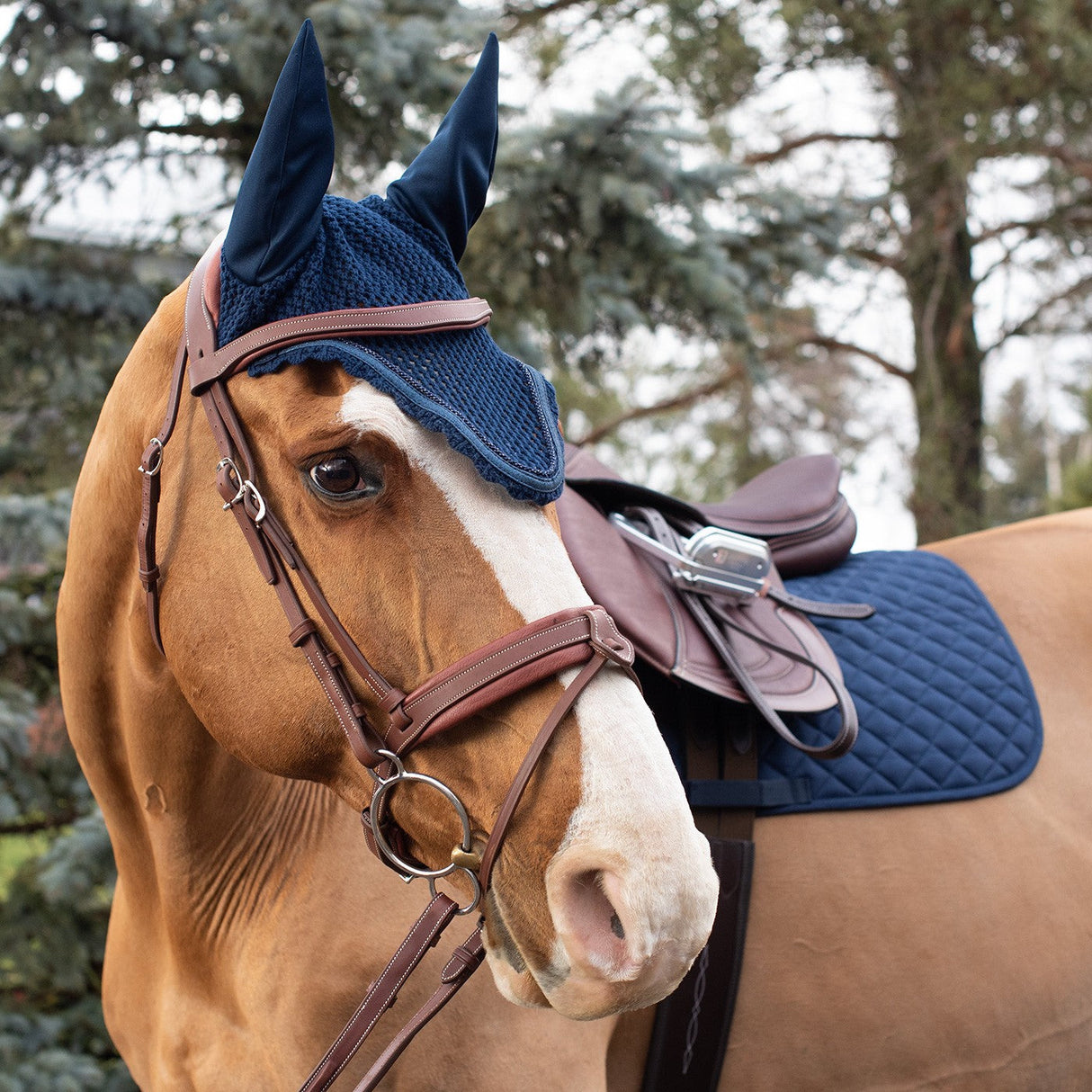 Shedrow Scalloped Fly Veil