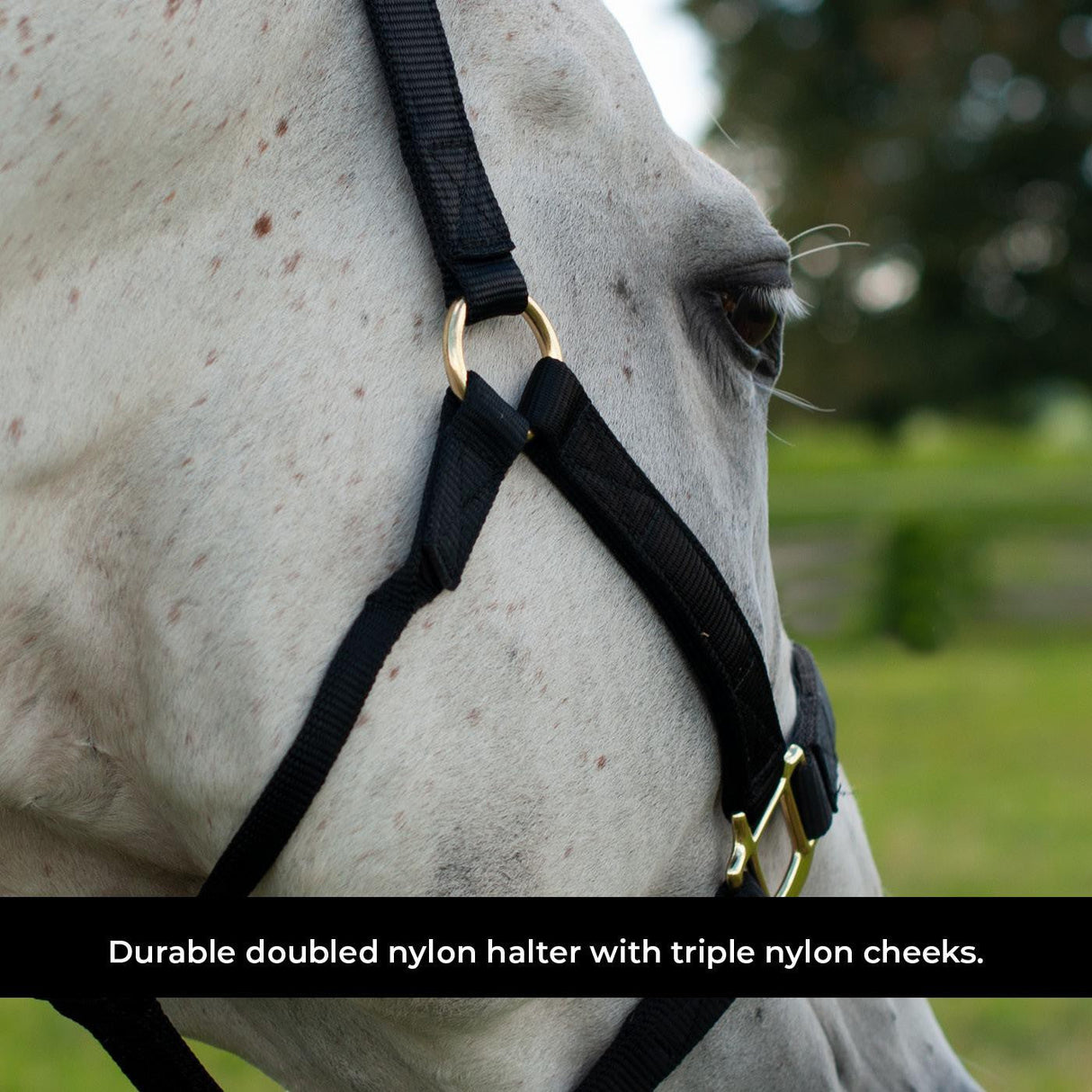 Shedrow Deluxe Halter